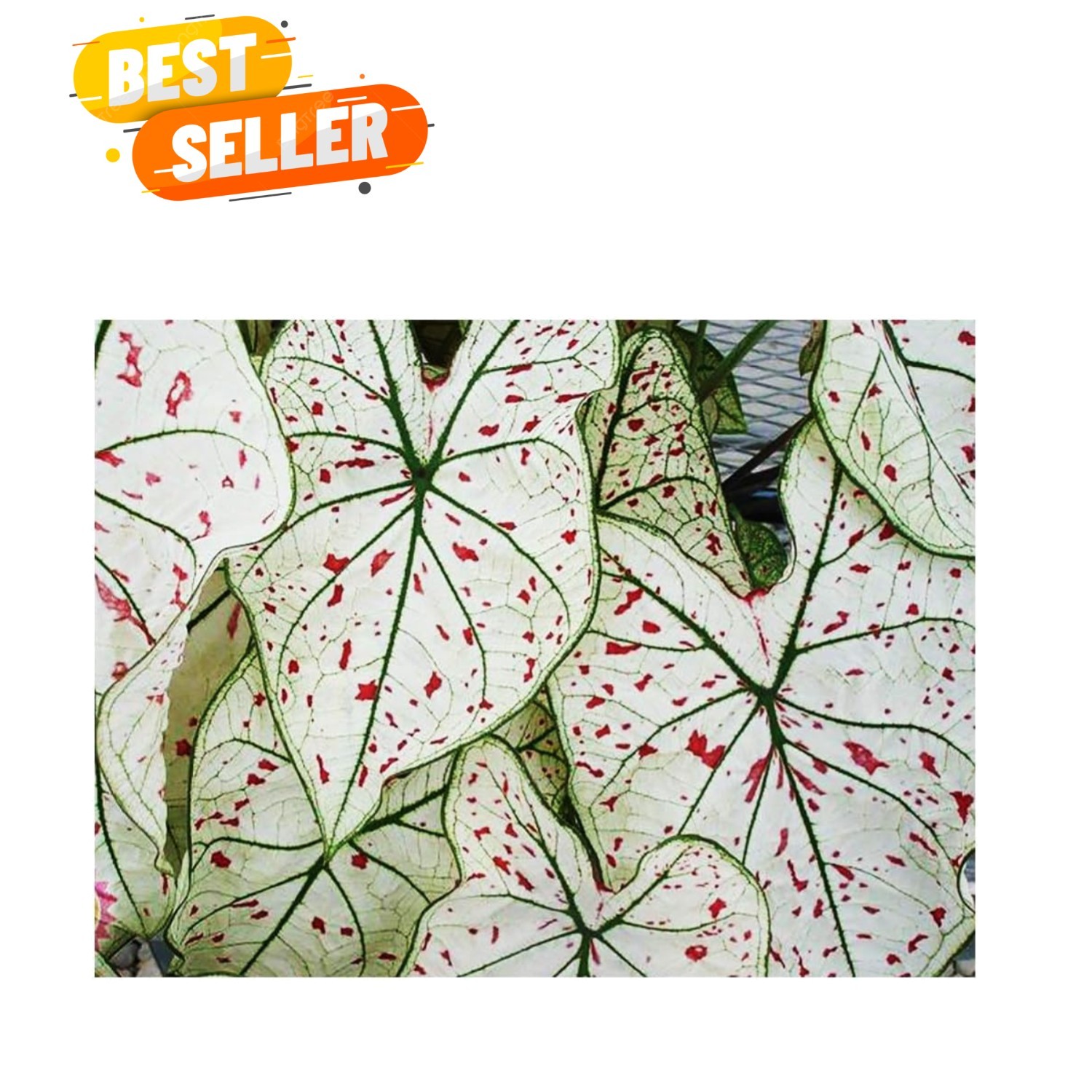Fancy Leaf Caladium – Cranberry Star – Large Size Bulb – Hardy Zones 9-11