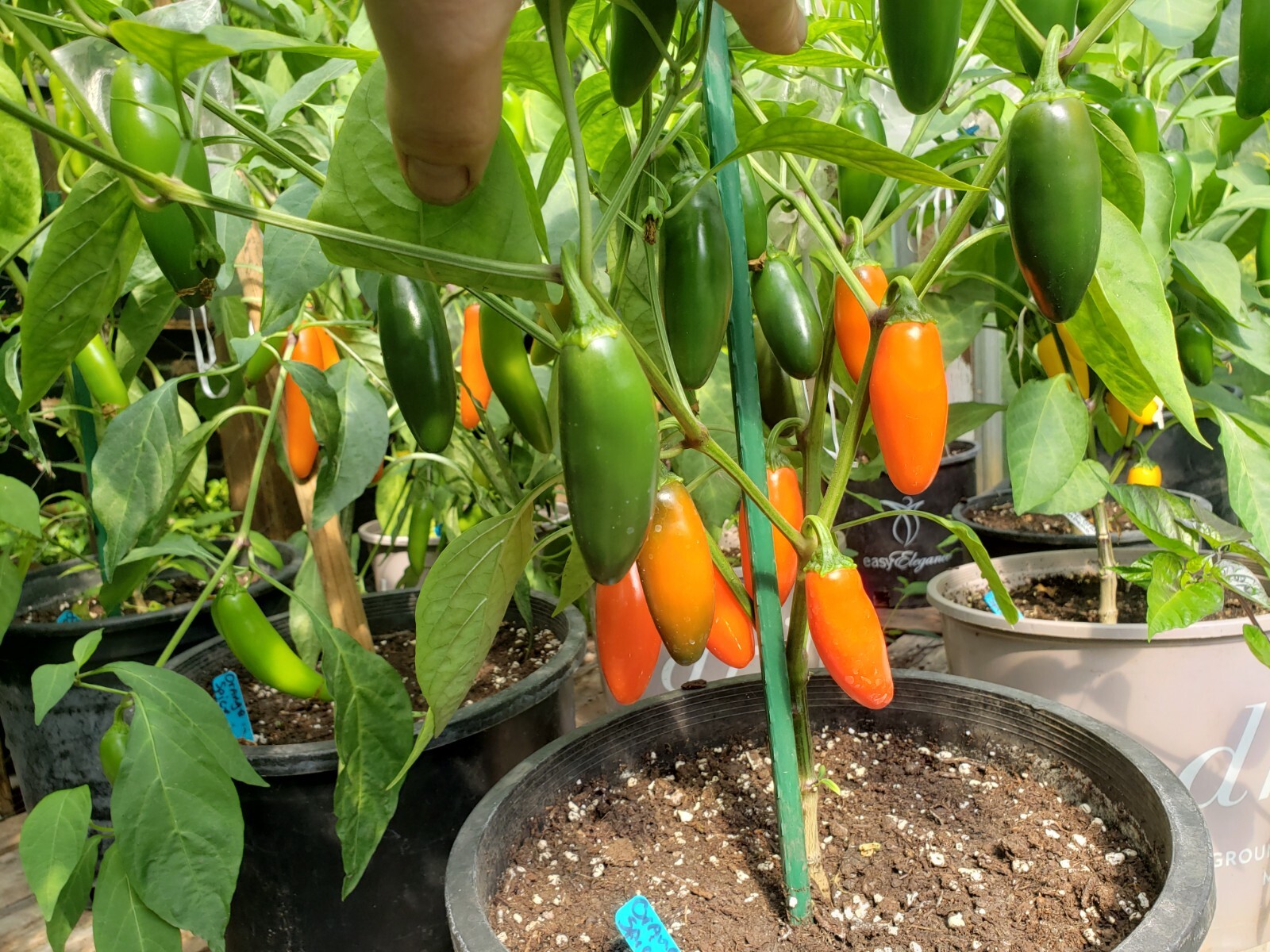 Orange Spice Jalapeno Organic Hot Pepper Seeds Tropical Fruity Spice -Tracking-