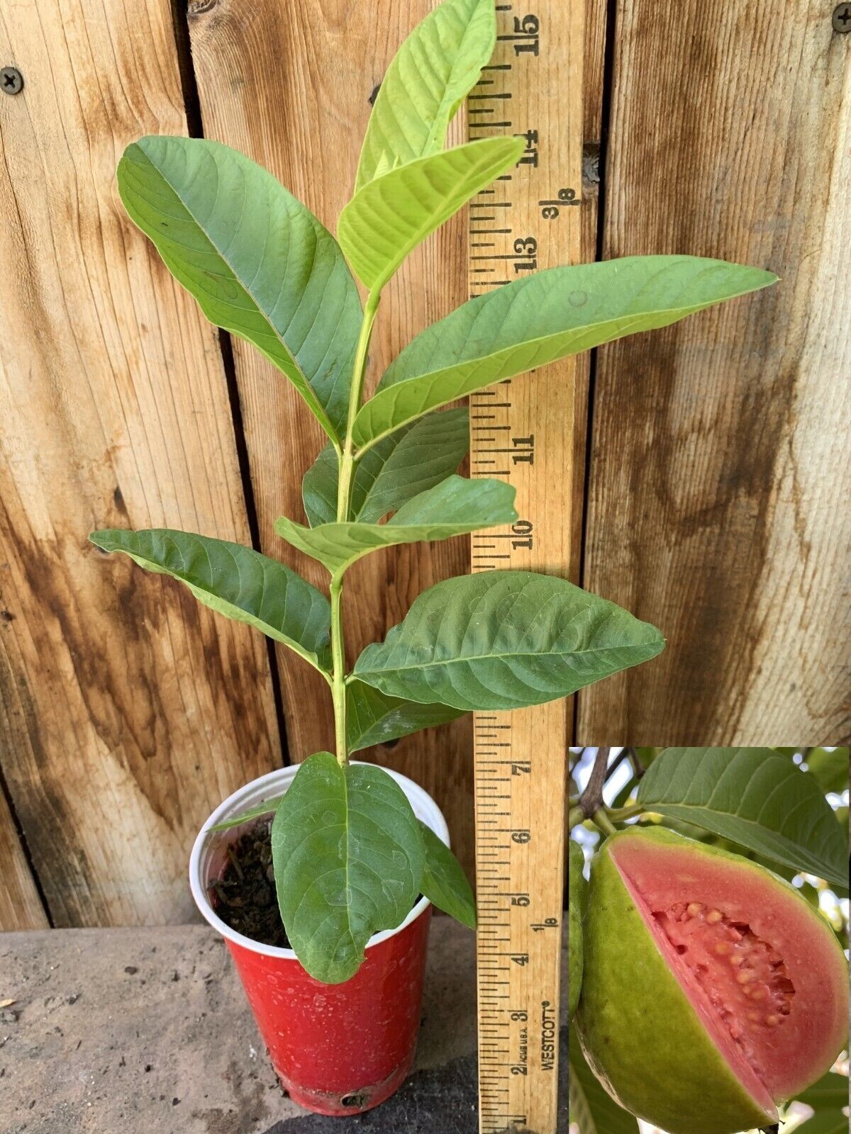 1 Sweet Ruby Supreme Big Fruit Guava Starter Tree, Psidium guajava Tree App 50″