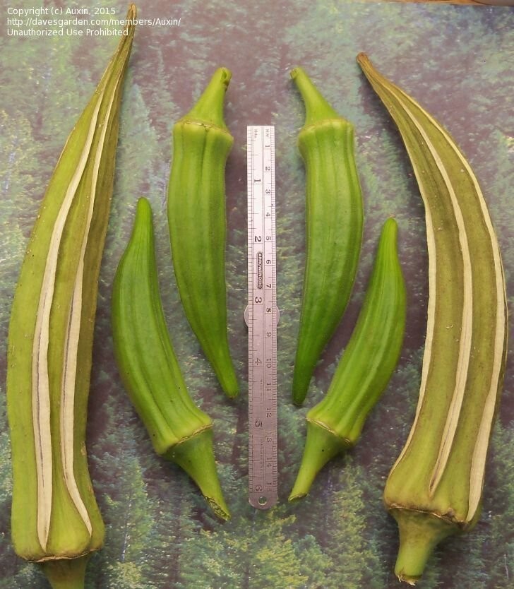 25+ LOUISIANA LONGHORN COWHORN OKRA SEEDS – Heirloom — NON GMO — FRESH