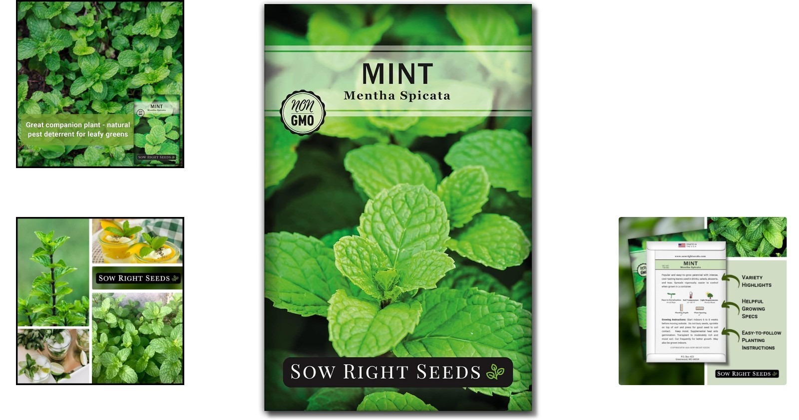 Grow Fresh Mint – Easy Heirloom Seeds for Indoor or Outdoor Culinary Gardens