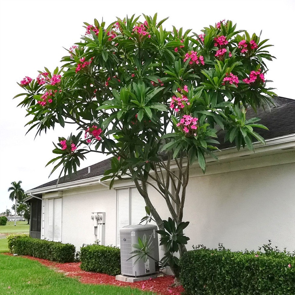 Mexican Red Plumeria Temple Tree Seeds (P. rubra) Tropical Frangipani Flower
