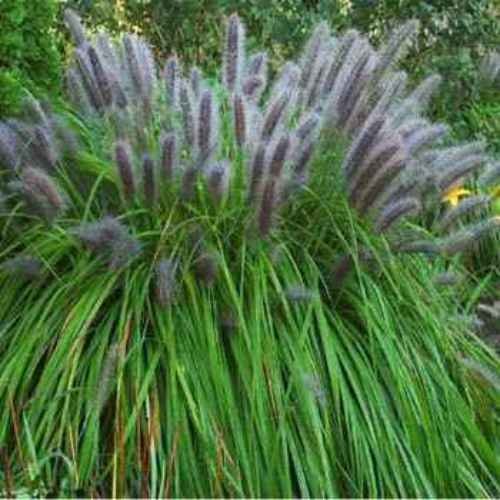 200 Seeds Fountain Ornamental Grass Seed For Planting – Pennisetum