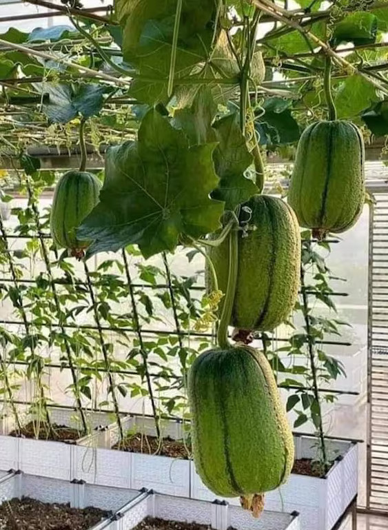 Apple Luffa Seeds – Muop Tao, Rare Heirloom Non-GMO Vegetable