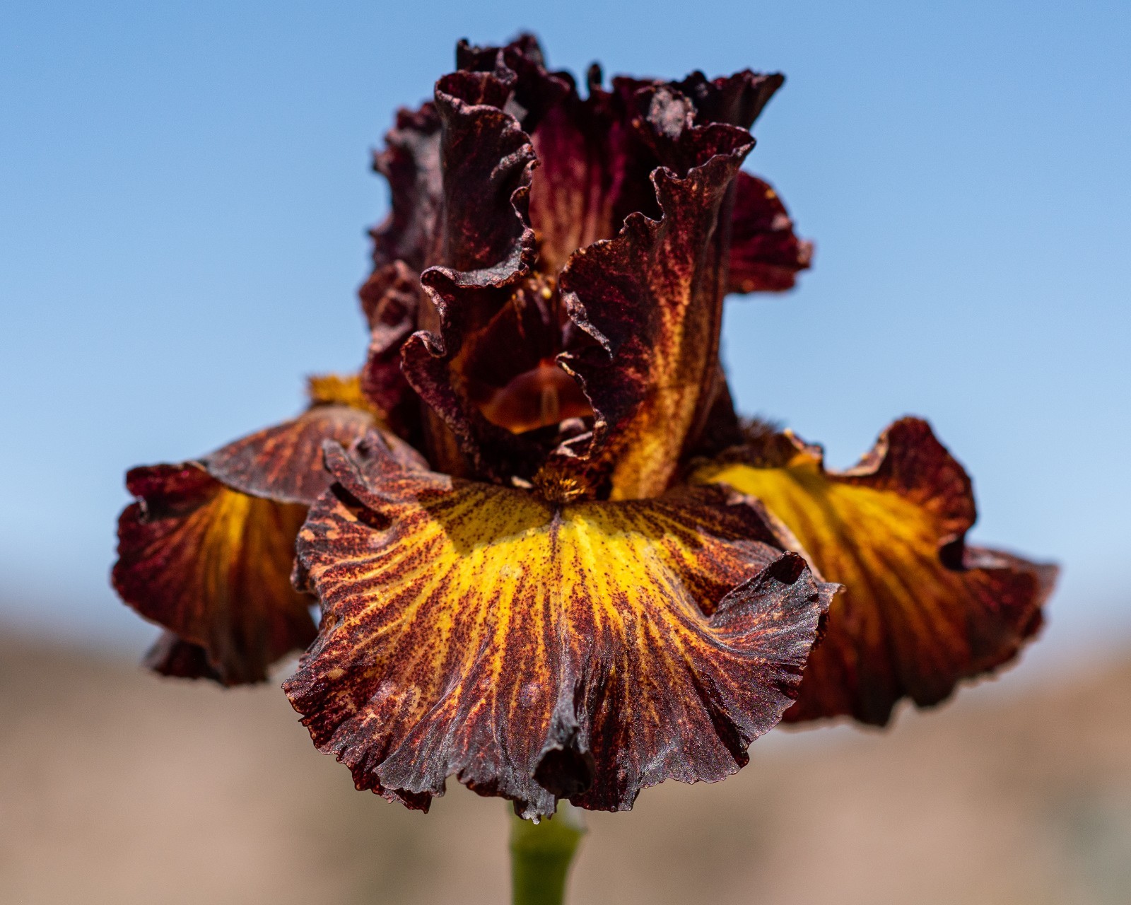 **SORBONNE** Tall Bearded Iris. Pre-Order, Combined Shipping: Jul – Sep