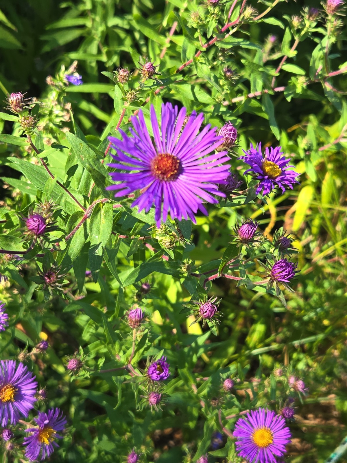 1 gram+ New England Aster Seeds/Symphyotrichum novae-angliae /Native US Plant