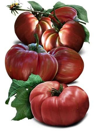 Red Brandywine Tomato Seeds For Planting (Solanum lycopersicum)
