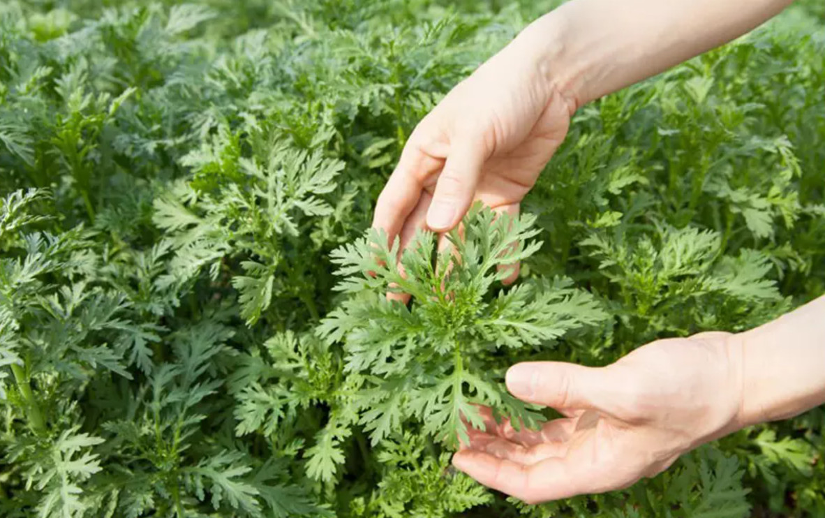 20g Chrysanthemum Greens Seeds – Asian Vegetable – Tan O Leafy Green