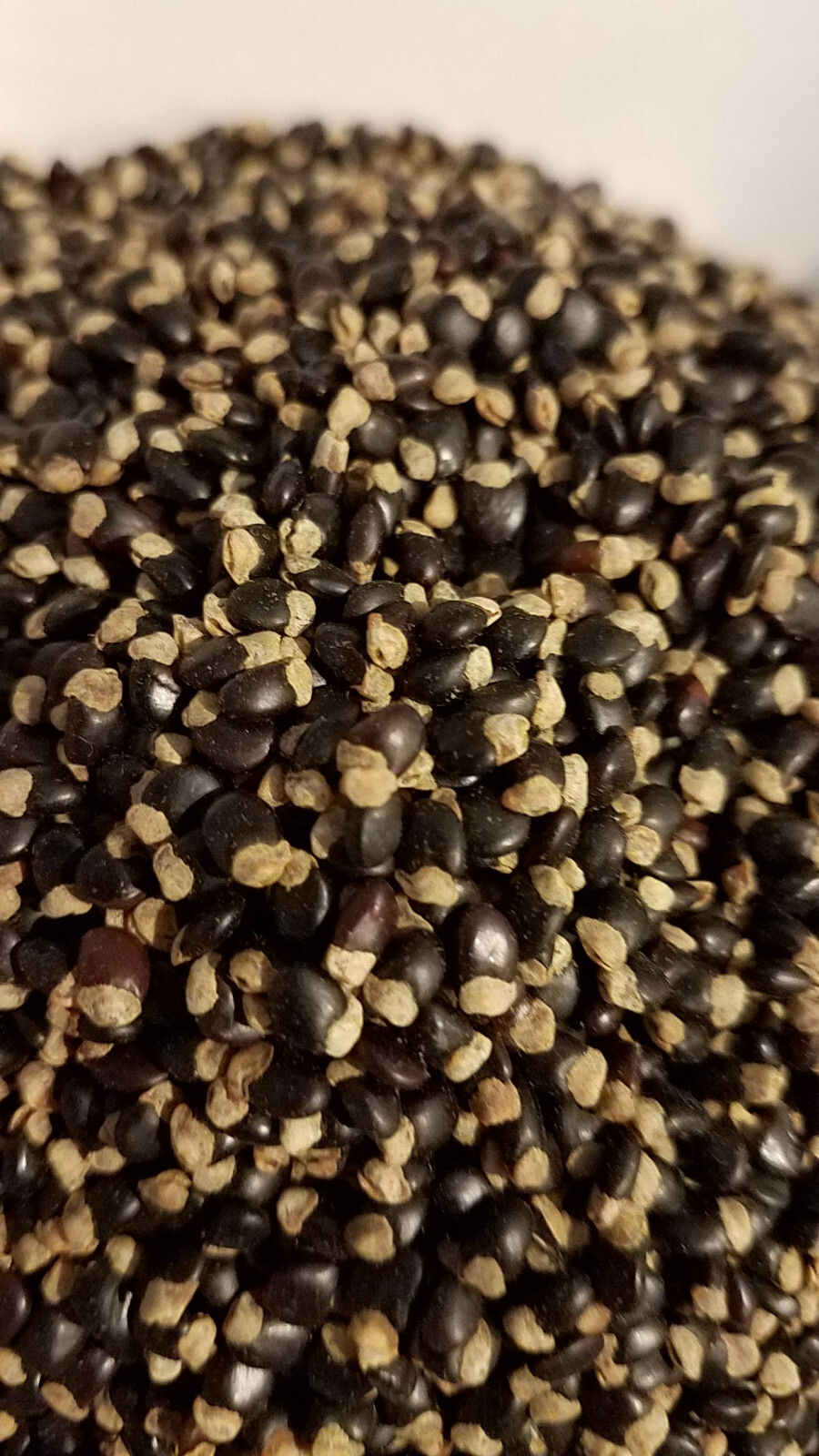 Tagasaste Tree Seed – Pkt 280 Seeds