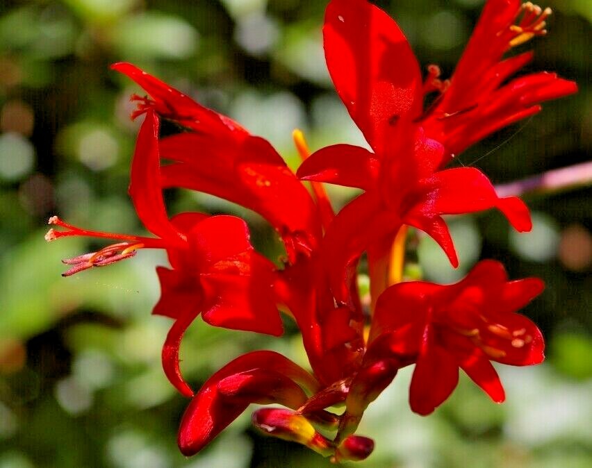 20 CROCOSMIA ” LUCIFER ” SEEDS