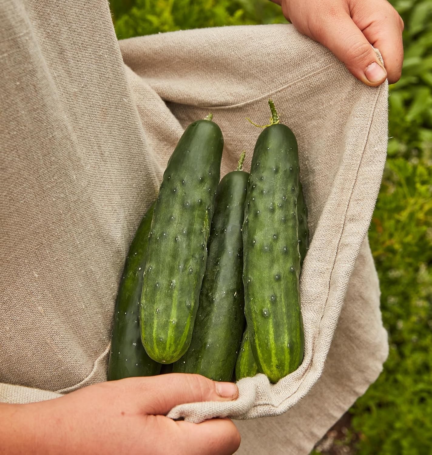Non-GMO Marketmore 76 Slicing Cucumber Seeds – 125 Count for Home Garden