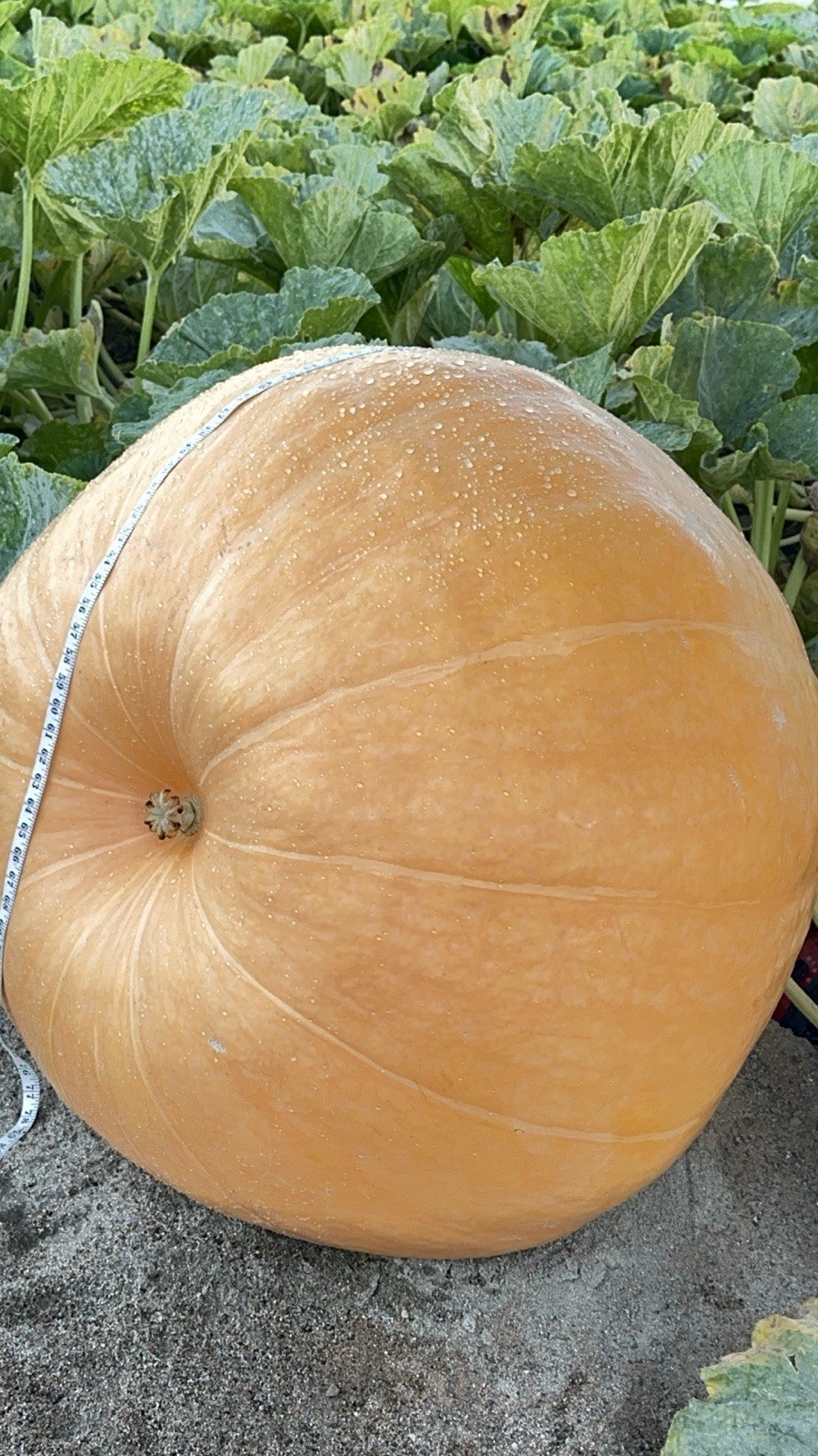 calabazas gigantes con más de 1000 libras paquete de 2 semilla por $28