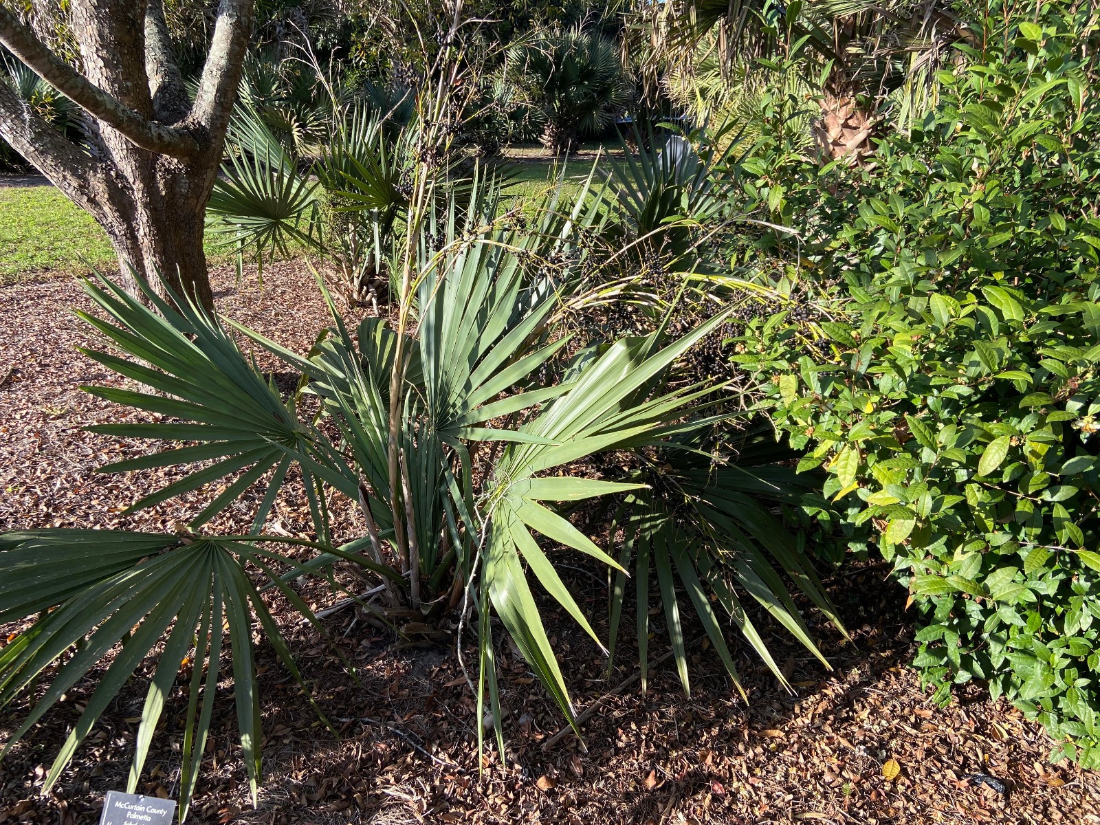 Sabal minor ‘McCurtain County’ Seeds! Maybe the MOST Cold-Hardy!