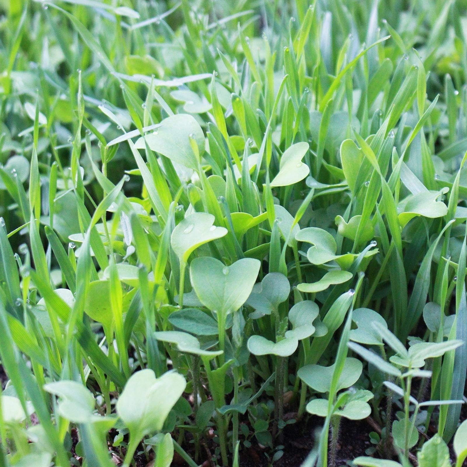 No-Till Garden Cover Crop Seed Mix – 5 Lbs – Hairy Vetch, Daikon Radish & More