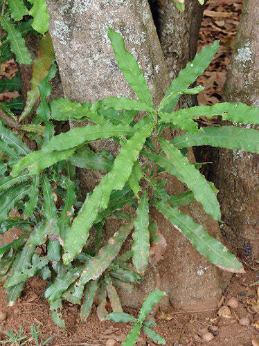 Macadamia integrifolia | Queensland Nut | 10 Seeds
