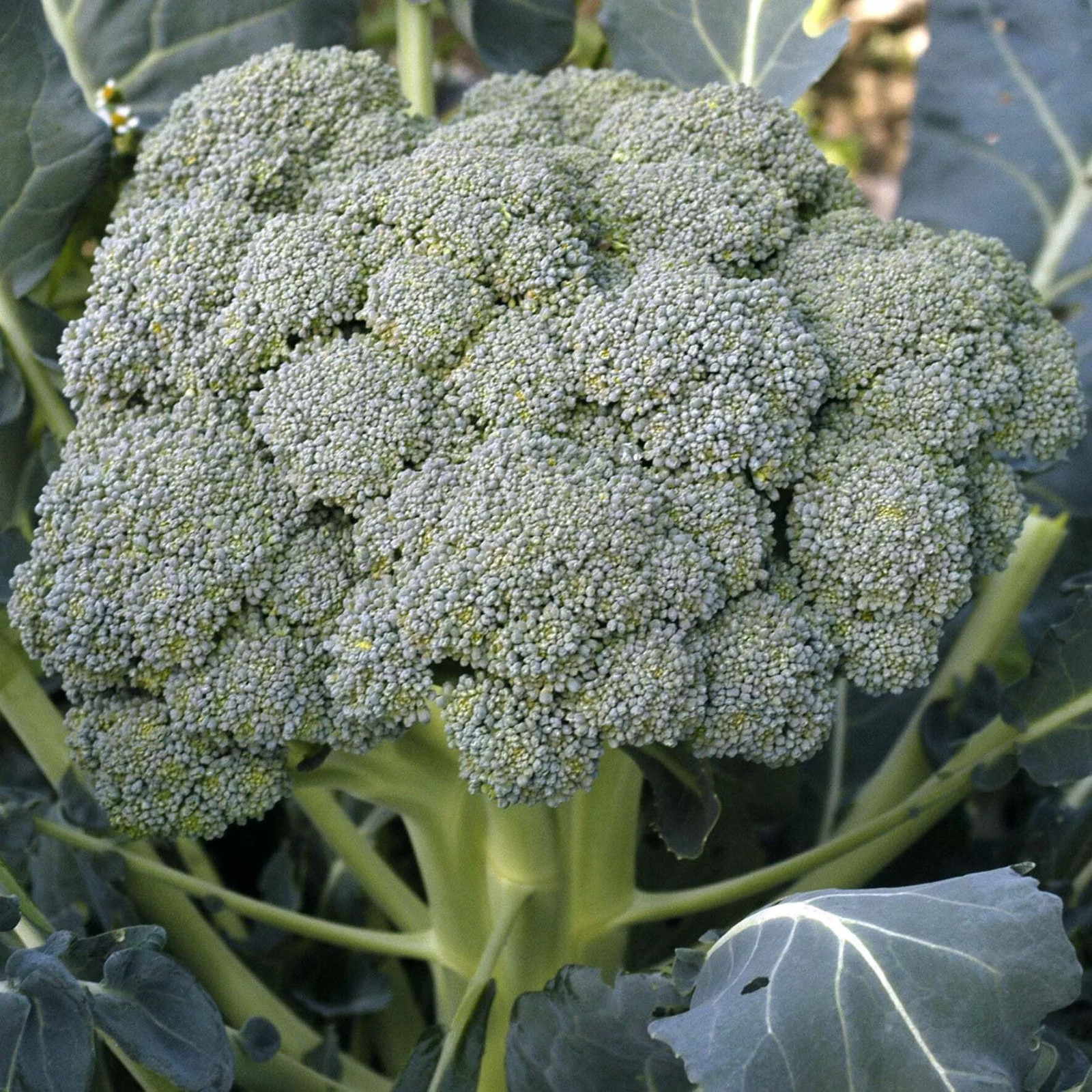 Broccoli Seeds – Waltham 29 – Organic Seeds – Non GMO
