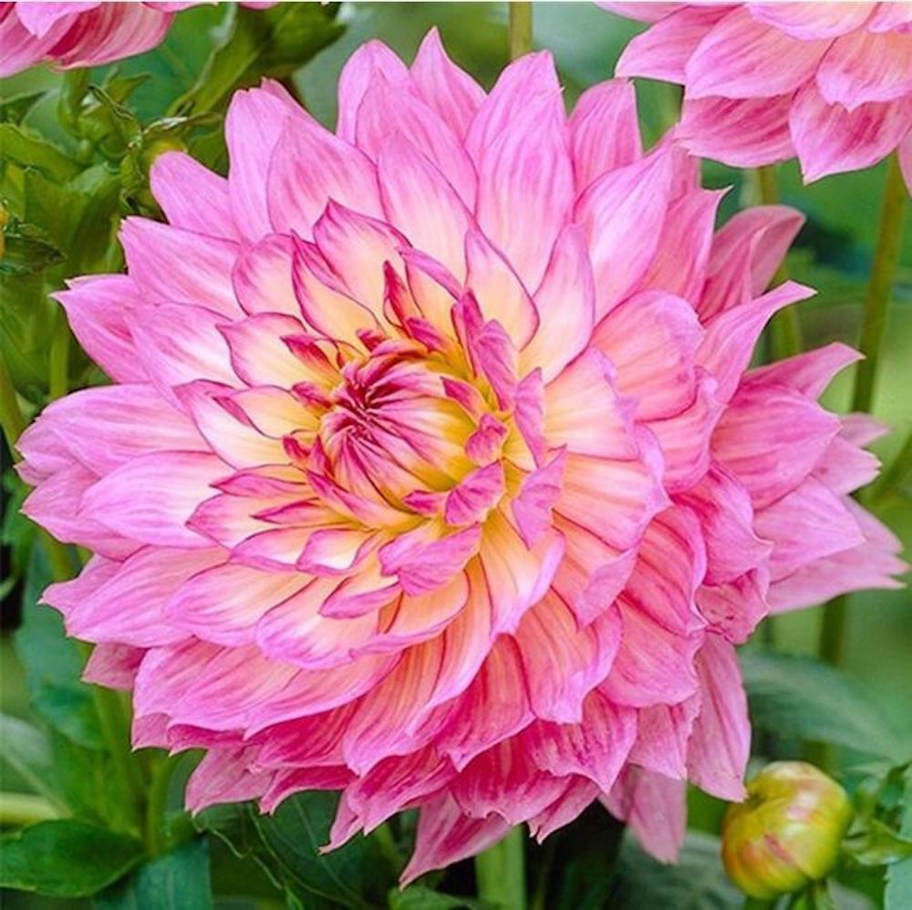 20 SEEDS DAHLIA blossom flowering bud rare bloom exotic garden plant 18 colors