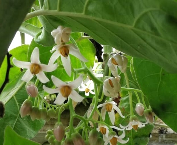 Solanum Betaceum Tree Tomato 10 Seeds, Edible Tamarillo Fruit