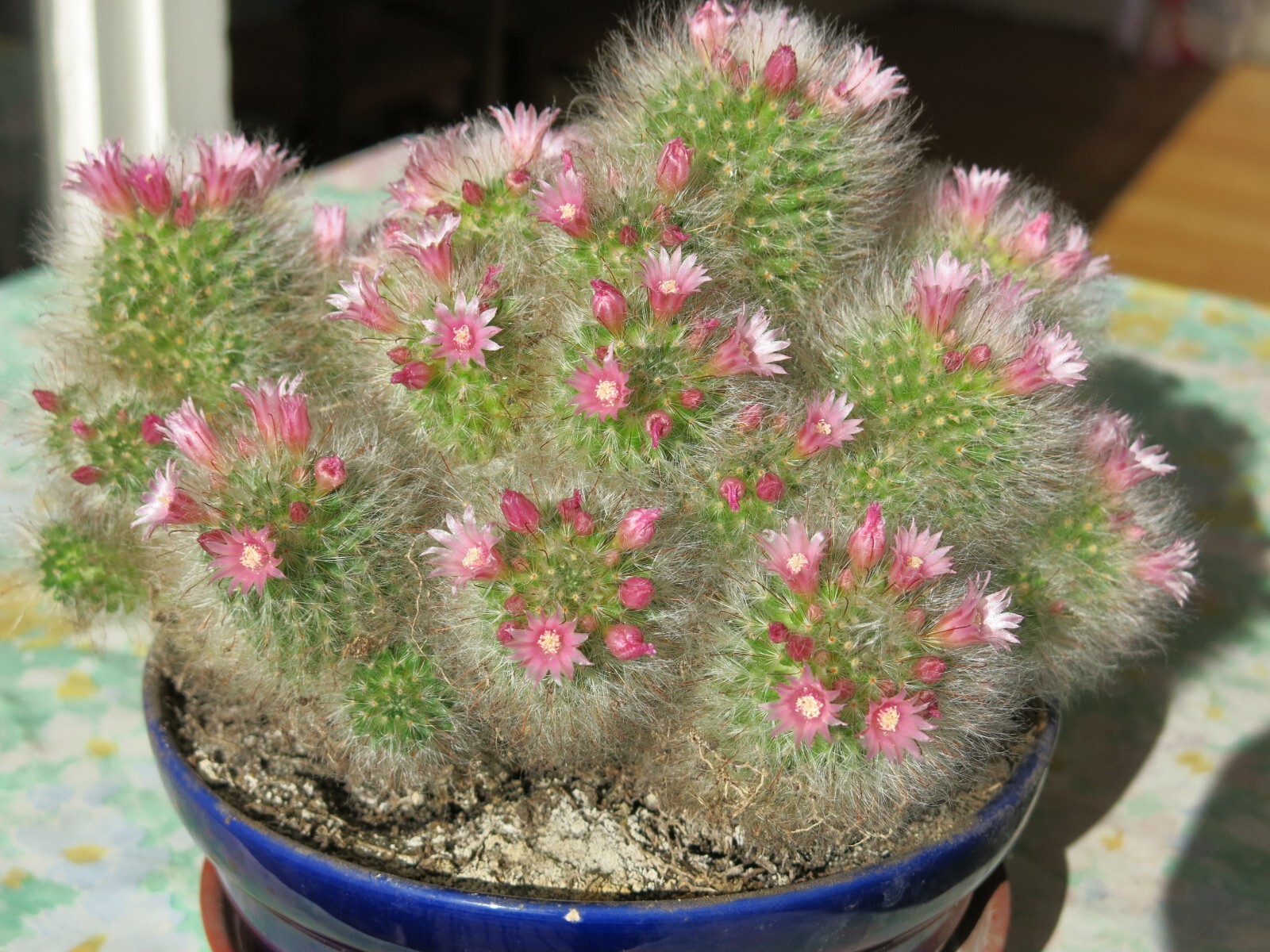 Mammillaria bocasana 25 Seeds – Powder Puff Pincushion