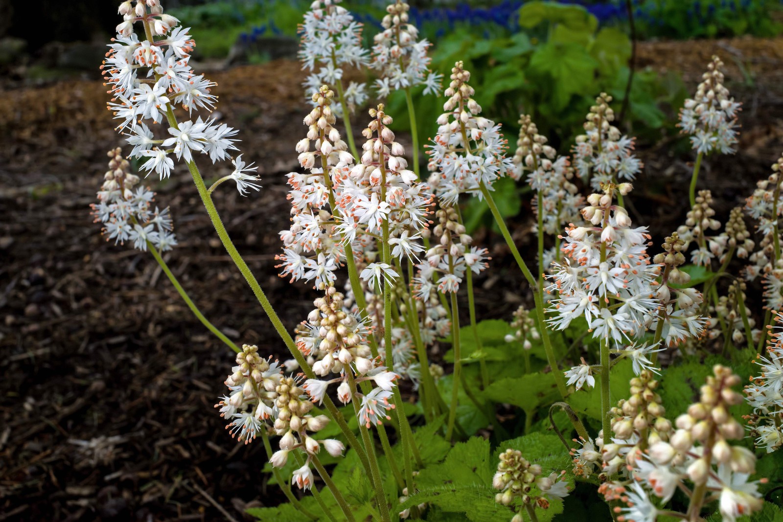 20 SUGAR SCOOP FOAMFLOWER White Tiarella Trifoliata Laceflower Flower Seeds