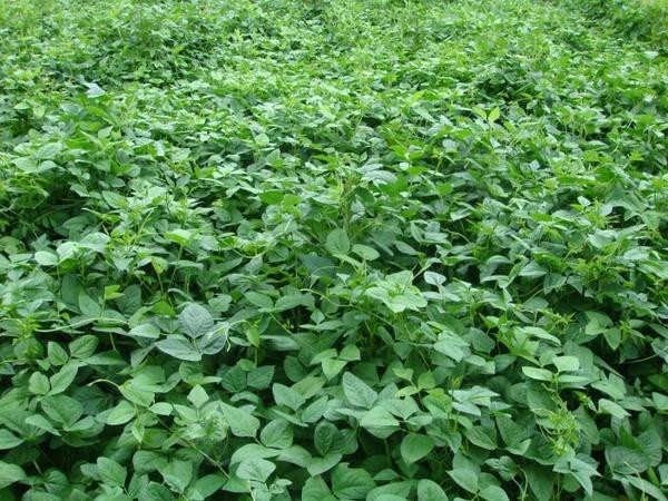 Iron Clay Peas Wildlife Food Plot Seeds, 5 Pounds, for Deer, Turkey, and Elk