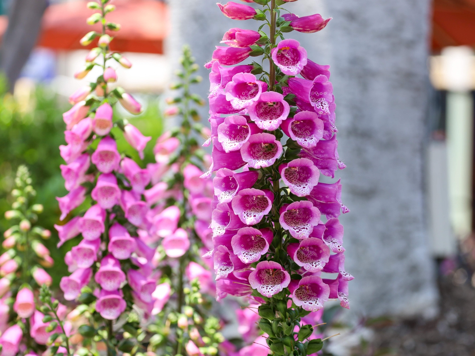 1000 PINK FOXGLOVE Digiitalis Purpurea Flower Seeds