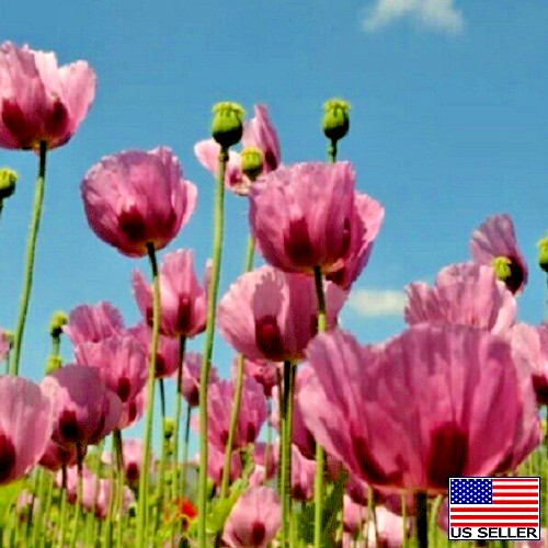 Turkish Poppy Seeds For Planting 10,000 Stratified Imported Papavaer Somniferum