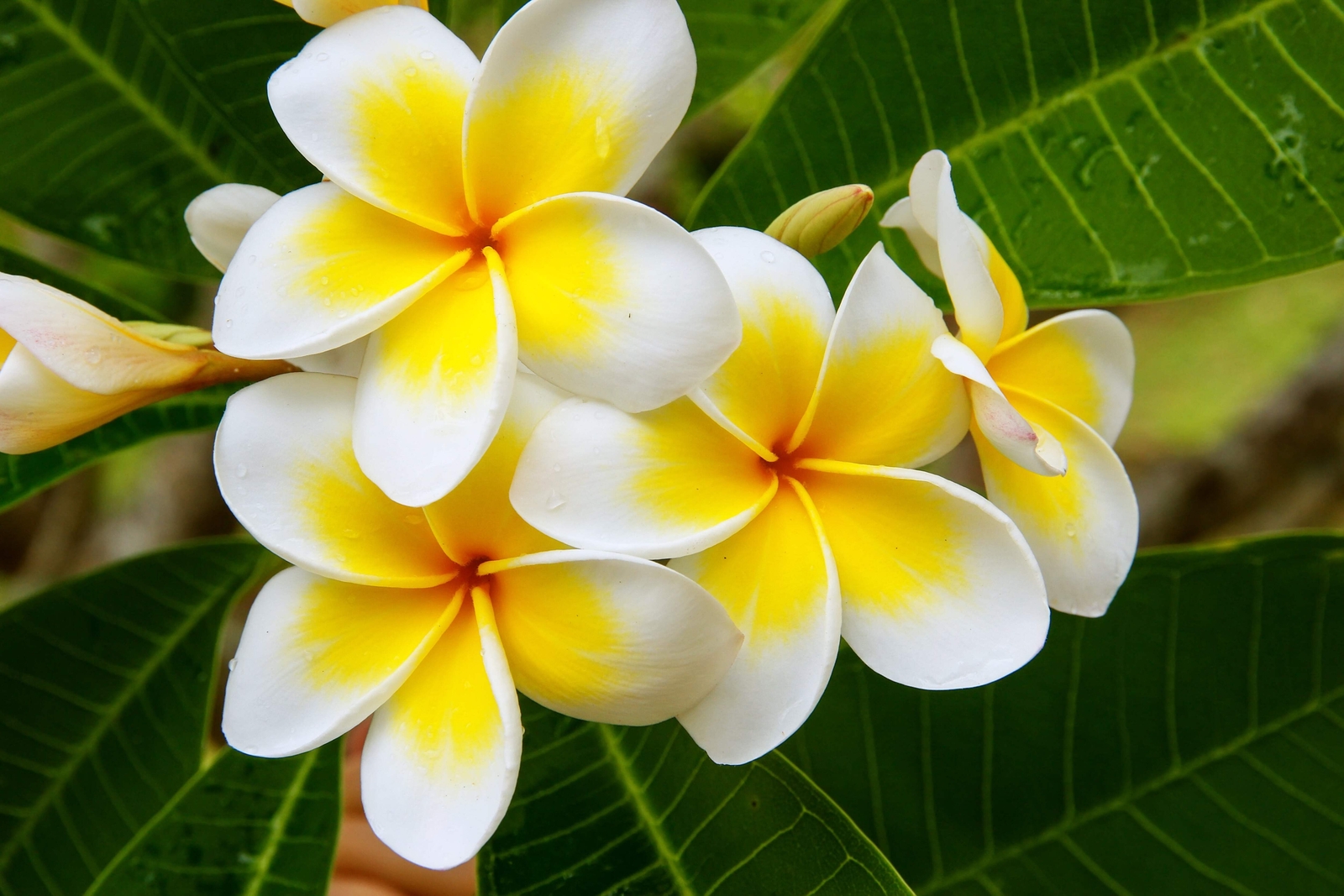 10 MIXED COLORS PLUMERIA Seeds – Lei Flower Frangipani Mix Pink Red Yellow White
