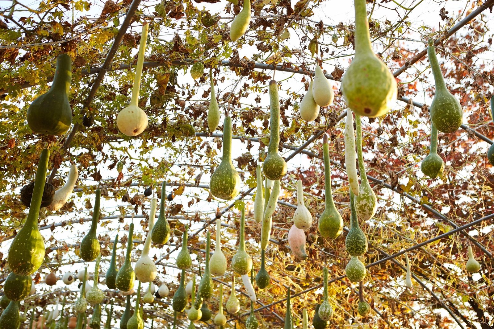 30 DIPPER GOURD Siphon Gourd Green Lagenaria Siceraria Vegetable Seeds *Comb S/H