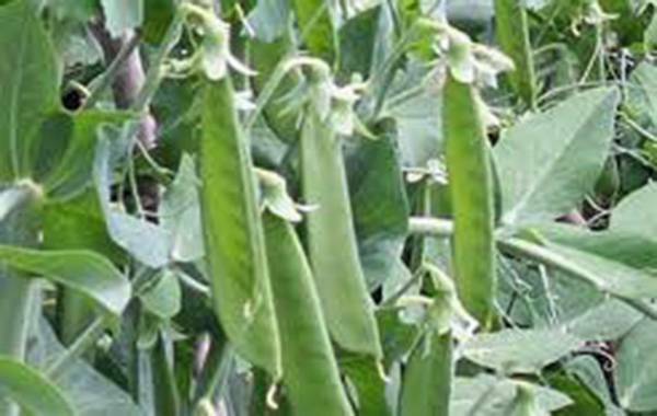 PEA SEED, LINCOLN PEAS, HEIRLOOM, NON GMO, 500+ SEEDS, PERFECT PEAS