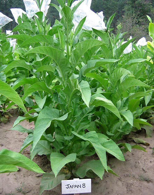 1000 Japan 8 Tobacco Seeds ~ Sweet Dark Nicotiana Tabacum ~ Compact Tobacco