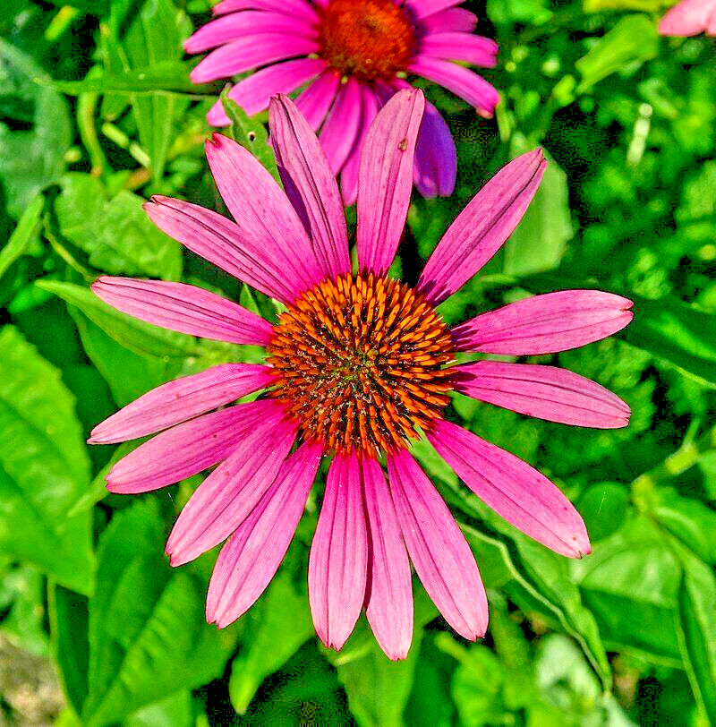 PURPLE ECHINACEA 101 SEEDS, CONEFLOWER, LARGE DAISY-LIKE FLOWERS, EZ TO GROW