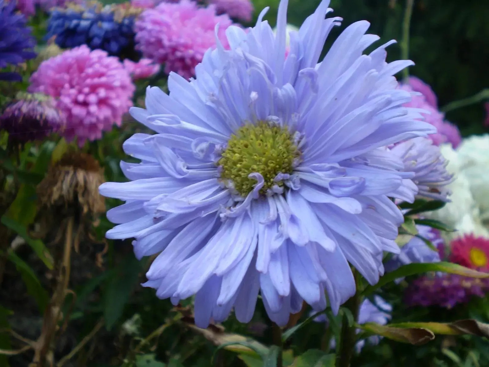1000+ Powder Puff Aster Seeds – Rainbow Mix – Chrysanthemum – Fresh Cut Flowers