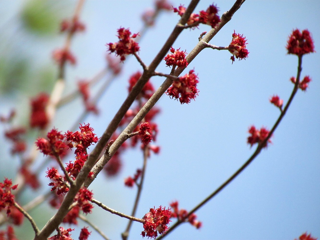 Northern Red Maple Tree | Premium Seeds | Acer rubrum ‘Fall’ | Plants’®