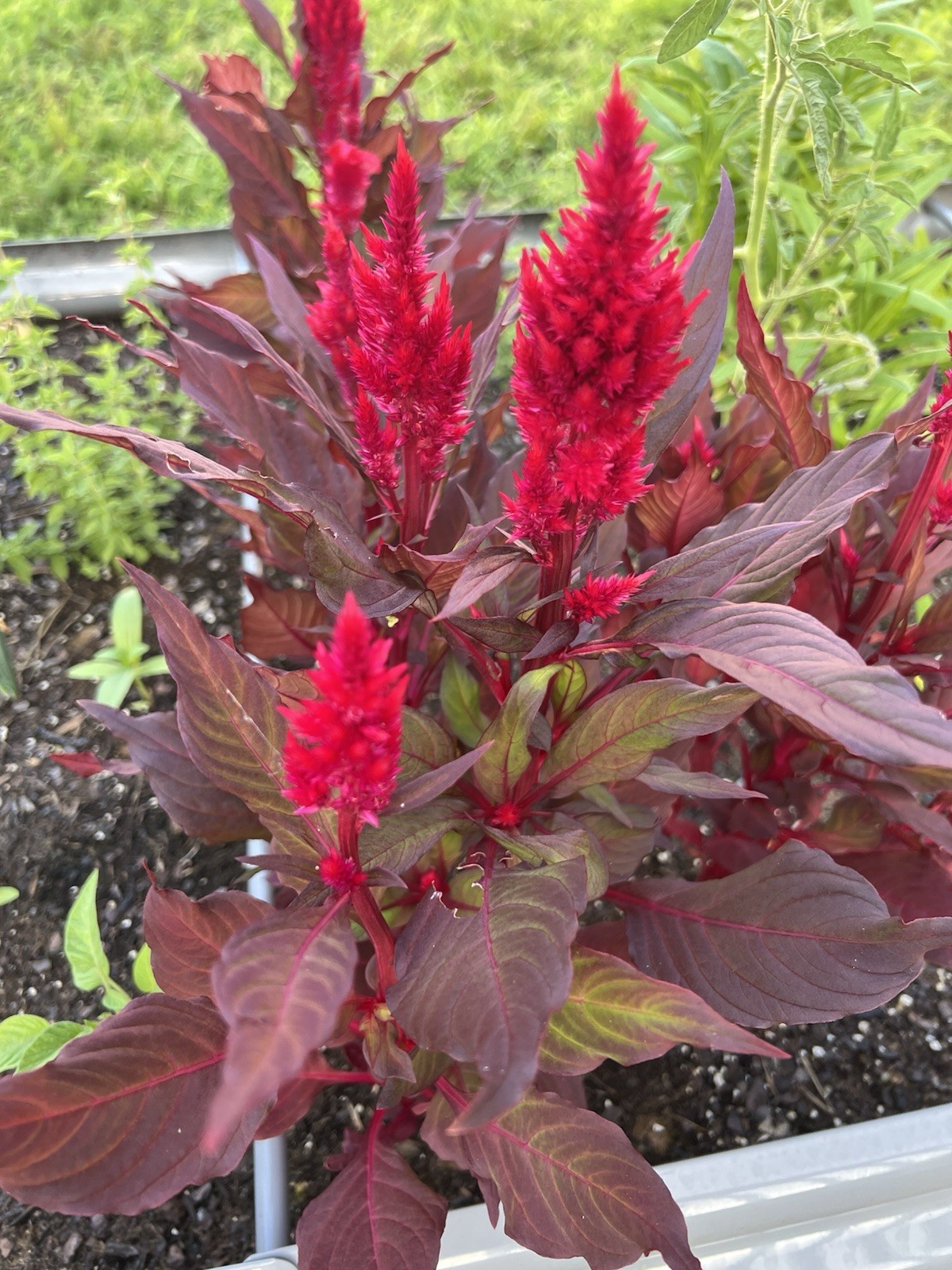 50 Red Celosia Seeds | Plumed Cockscomb | Red Cockscomb | Flowers