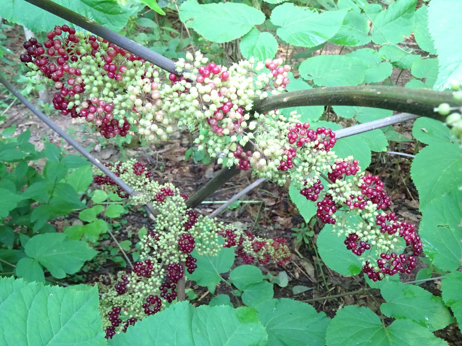 American spikenard Aralia racemosa Native perennial 25 seeds
