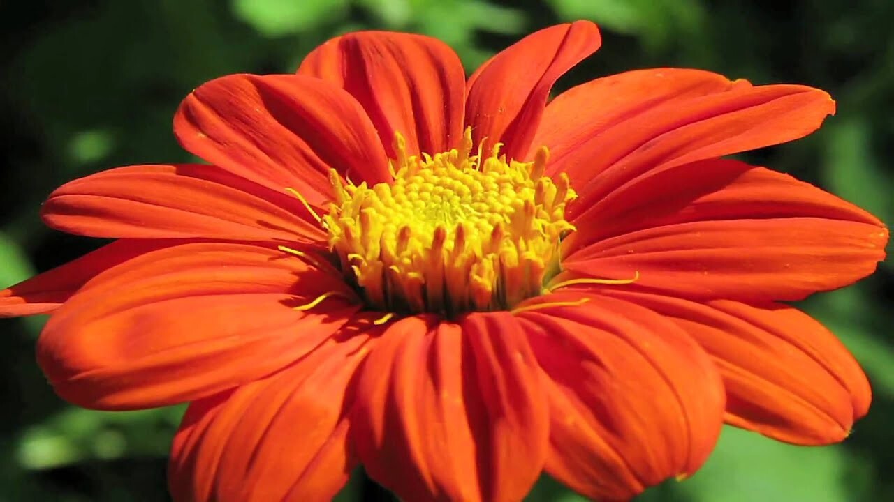 25+ MEXICAN TORCH SUNFLOWER SEEDS – Bees Butterflies Hummingbirds ——- FRESH