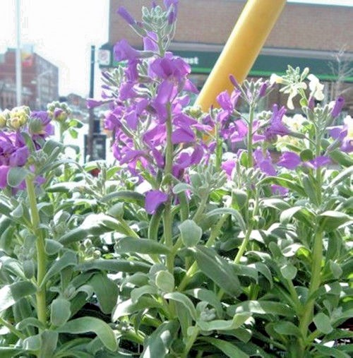 1001+EVENING SCENTED STOCK Seeds Perfume Plant Clove Summer Garden Container