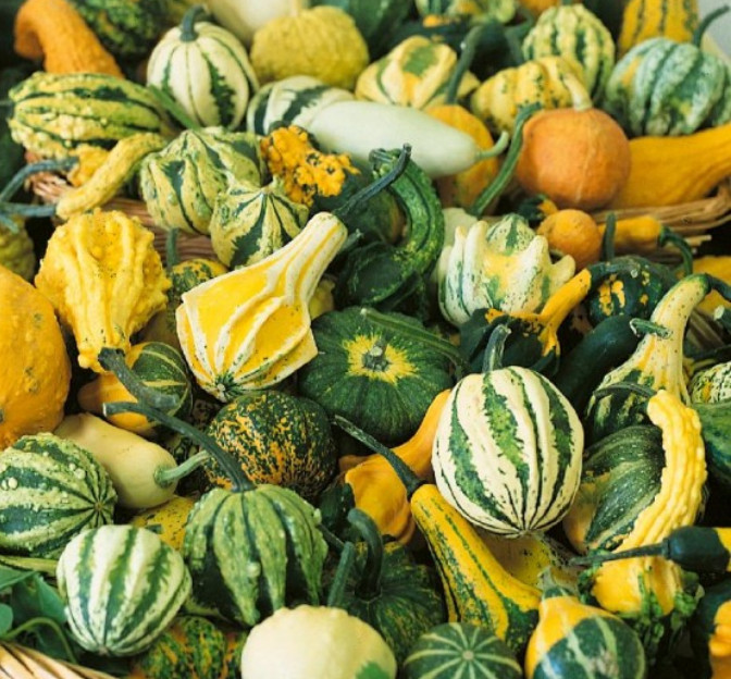 Gourd LARGE AND SMALL MIX Decorative Fall Season Arts & Crafts Non-GMO 30 Seeds