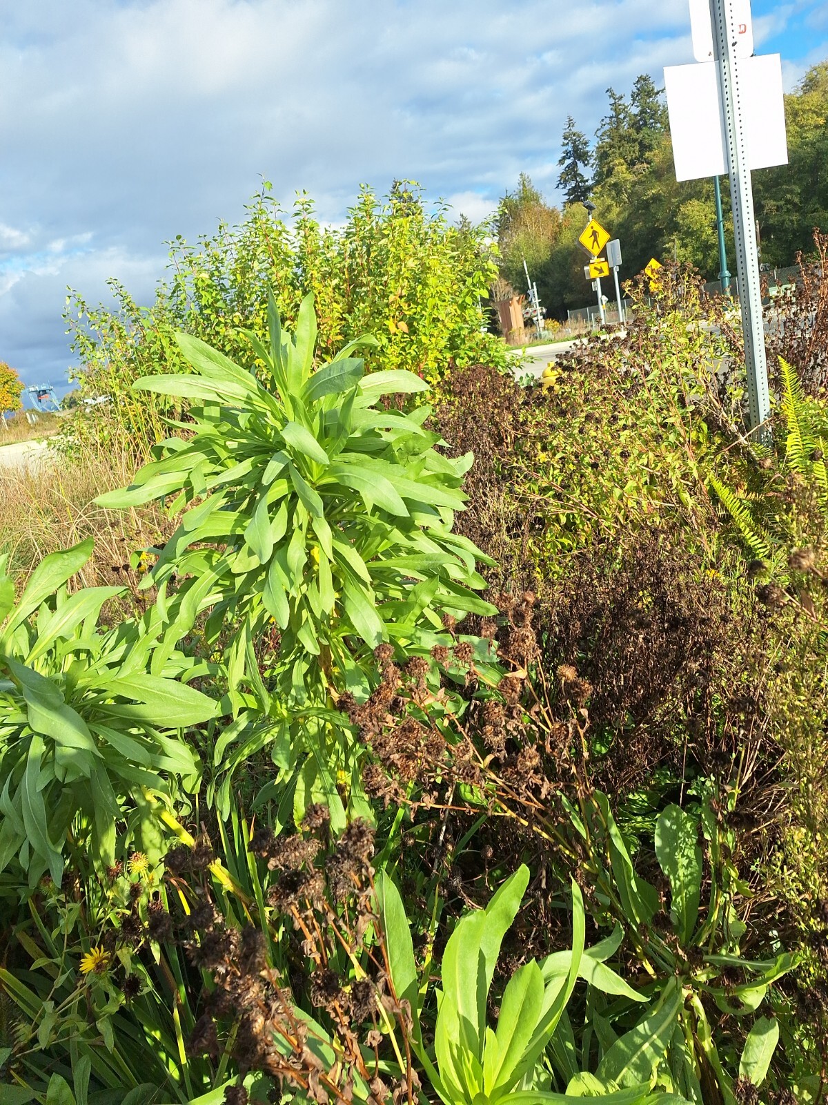 Puget sound gumweed, 200 seeds, Grindelia, medicinal herb, wildflower