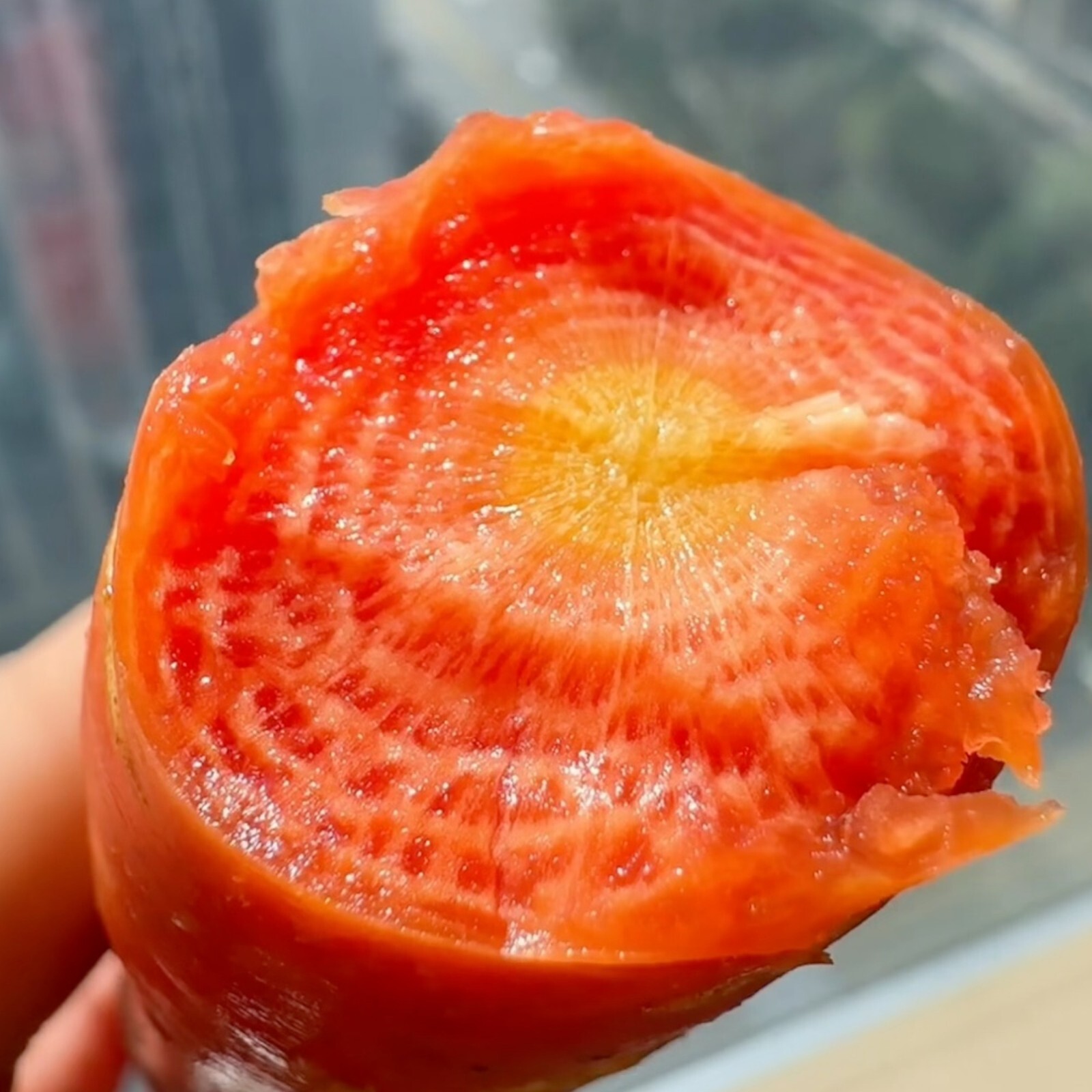 1000pcs Red Fruit Carrot Seeds Sweet and Juicy Heirloom Variety for Home Gardens