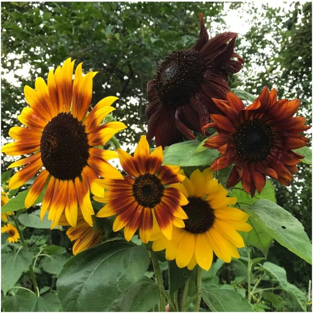 100+ Autumn Beauty Sunflower Seeds – NON GMO – Organic —————— FRESH