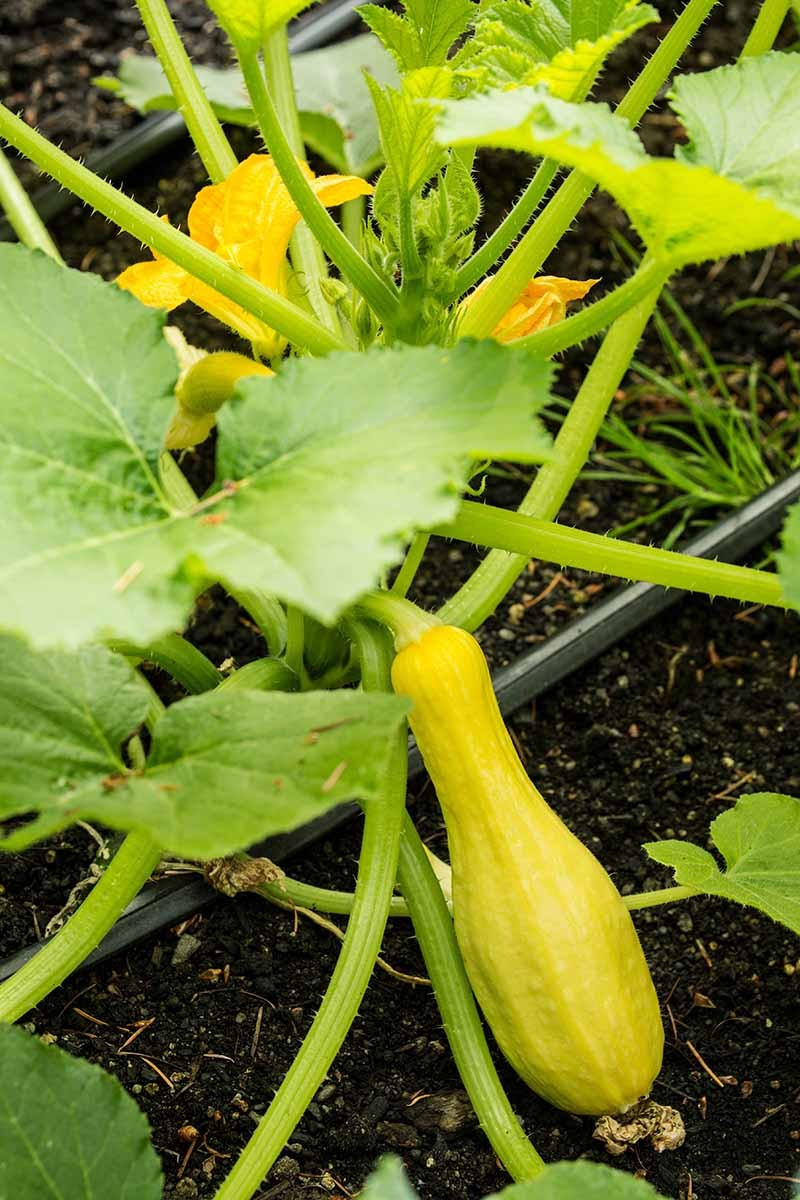 75 Yellow CrookNeck Summer Squash Seeds-with Bonus! |ORGANIC NON-GMO HEIRLOOM