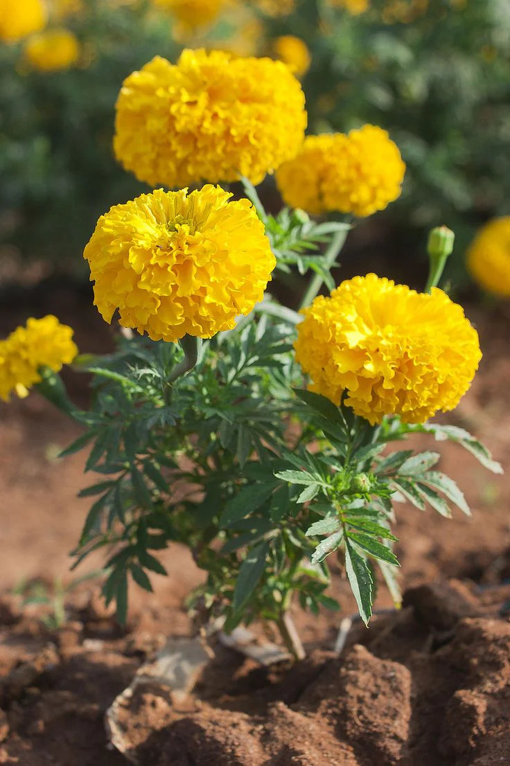 Yellow Brocade French Marigold Seeds – For 2025 Planting Dwarf Tagetes Patulas