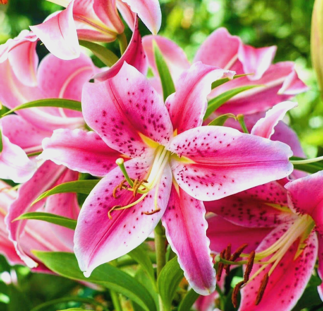 Lily Flower Bulbs 4 Stargazer Pink Flowers Oriental Orienpet Tree Lilys Plants