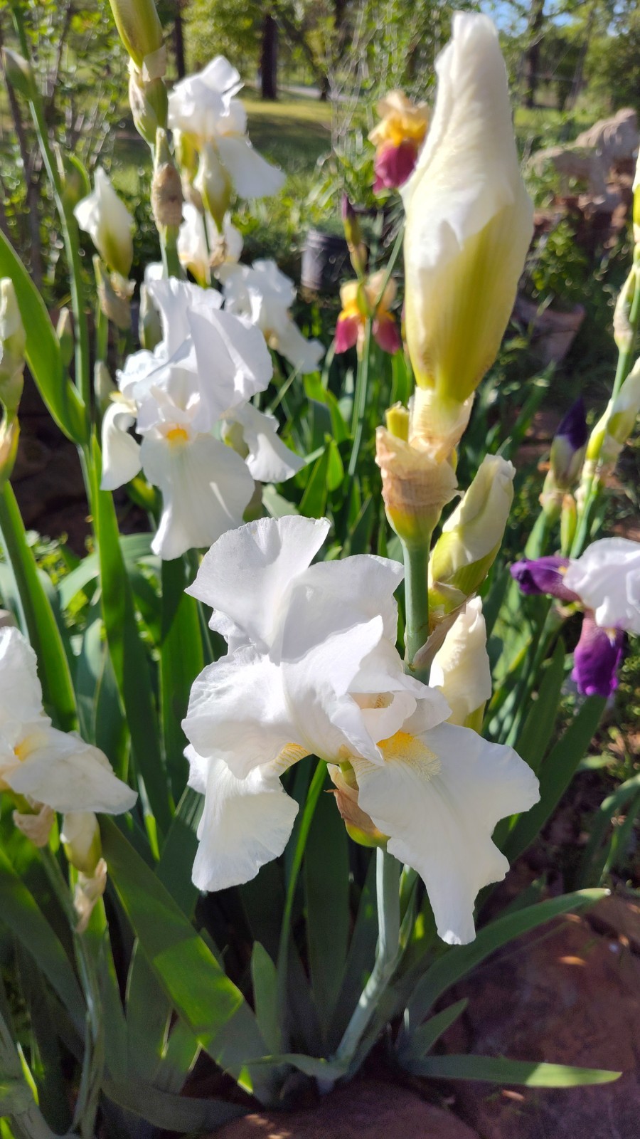 10 Mixed Iris Rhizomes – Random Colors – Easy Perennials – Free Shipping