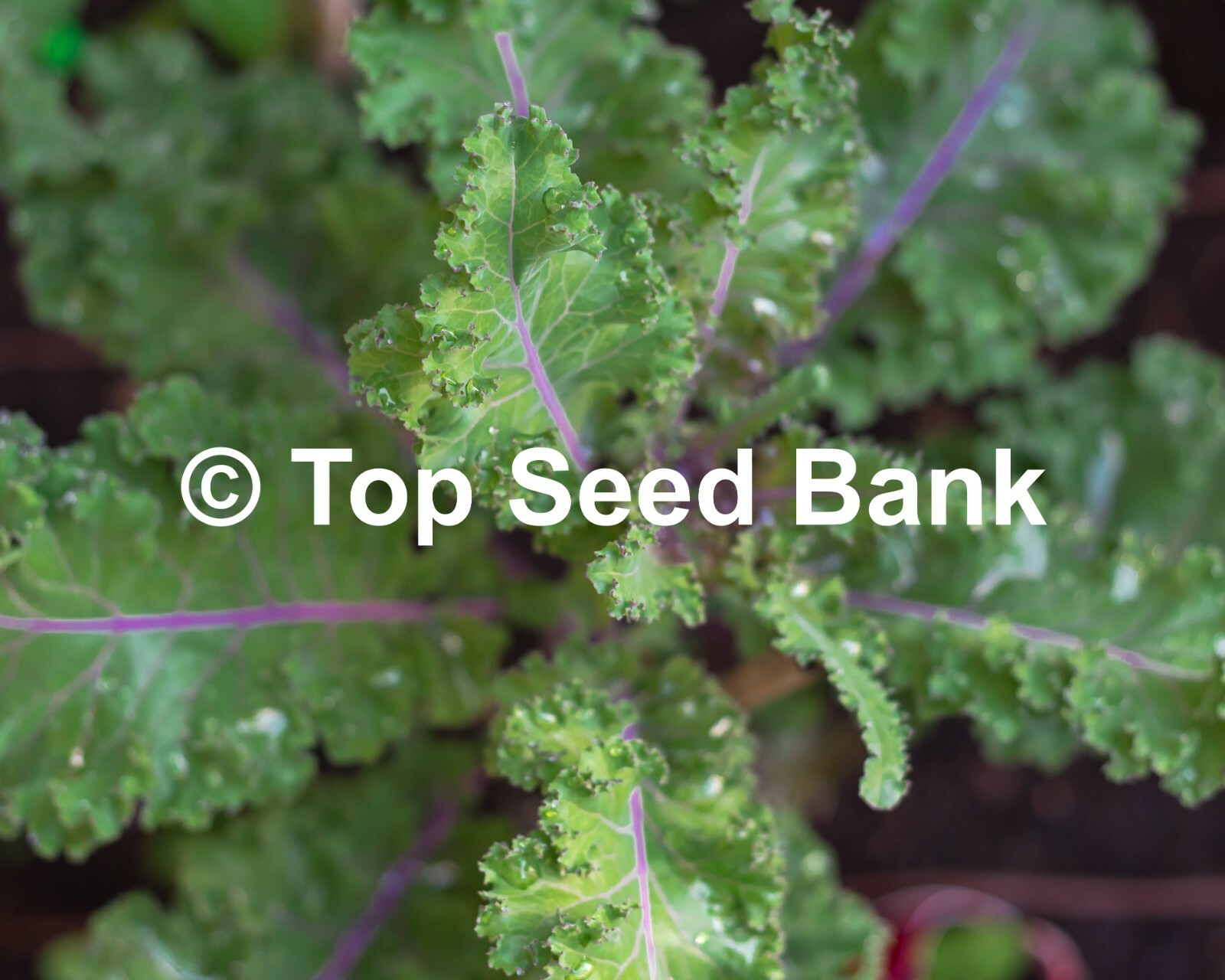 50+ Scarlet Kale seeds, Purple Curled Kale, Cold Hardy, Heat Tolerant +Free GIFT