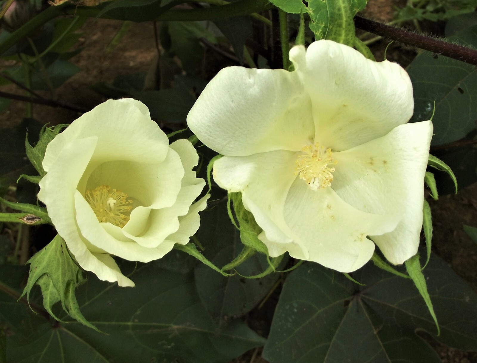 30 EGYPTIAN GREEN LINT Cotton Seed Extremely Rare Heirloom Ornamental