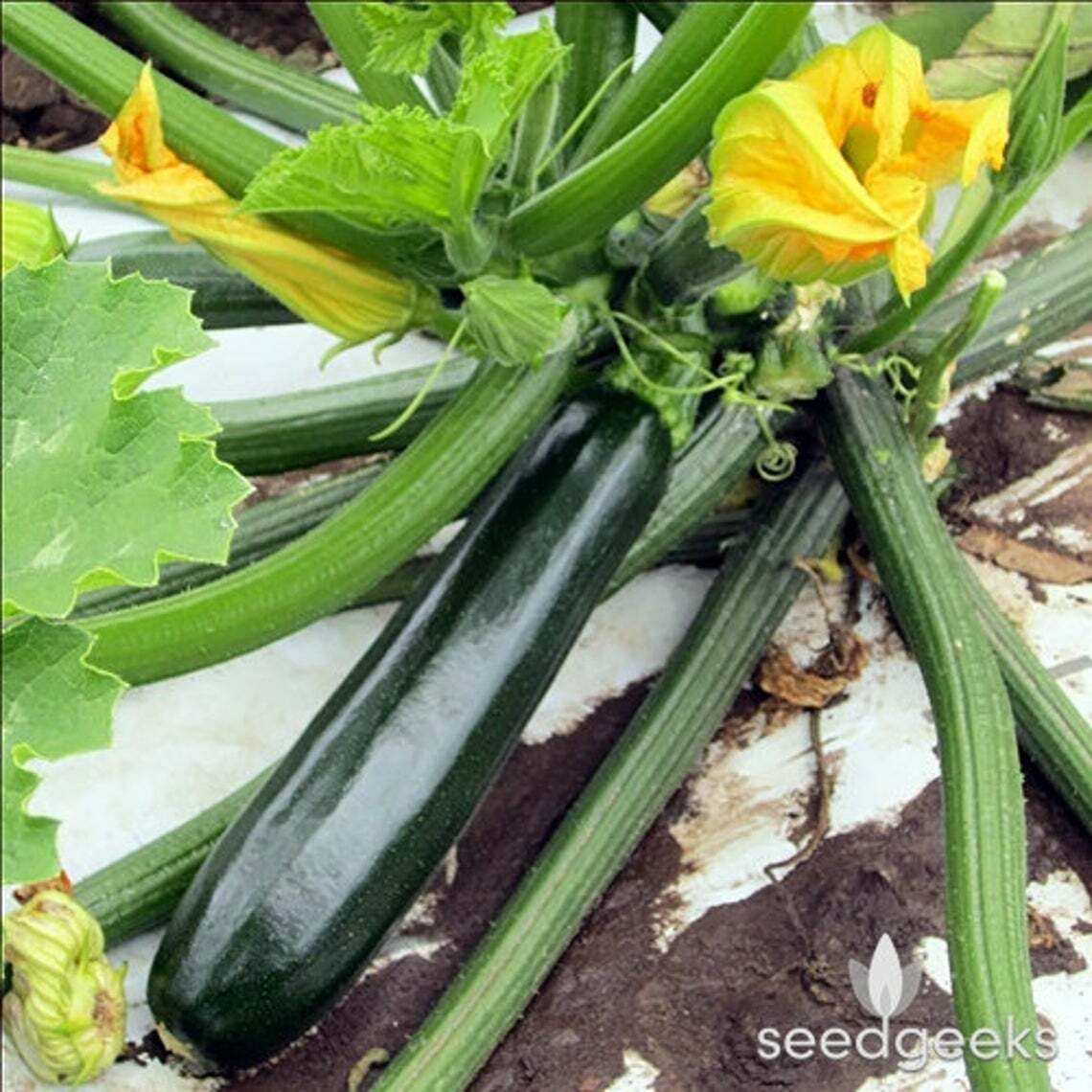 DARK GREEN ZUCCHINI SQUASH 25 SEEDS