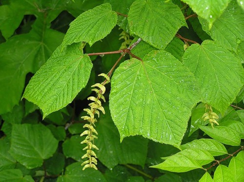 Manchurian Striped Maple, (Snake Bark), Acer tegmentosum, Tree Seeds